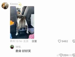 第一批回家的猫已经出发了