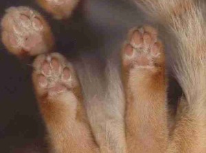 猫猫底盘！各式猫咪小肉墊