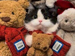 怎么会有这么乖的奶牛猫可爱晕了