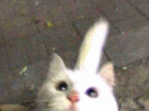 出现在梦里的猫猫