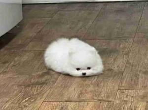 天哪 一坨小狗液体！！！