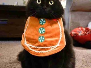 第一次见到这么蓬松的三角猫猫！
