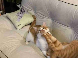 看猫猫打架！都打出残影了