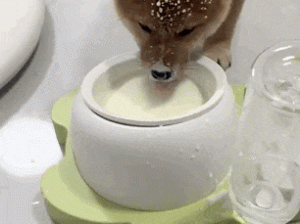 小狗不会用舌头！爆改狗狗雪饼！