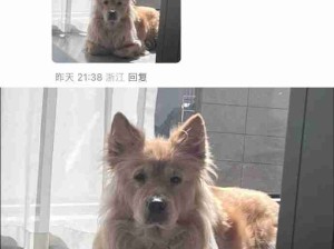 揣手手！这是一坨小狗子！