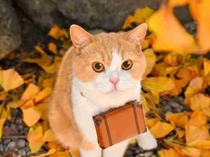 可可爱爱 旅行猫猫