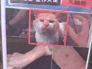 哈哈哈哈哈什么绝世大坏猫