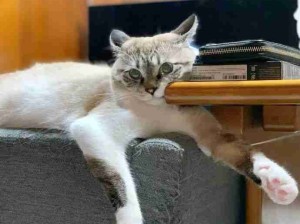 笨蛋小猫咪！又漂亮又有点呆