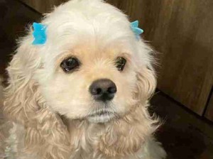 奇迹换装小狗！被可爱晕了