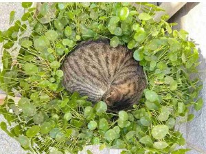 猫咪是真的很会挑地方了