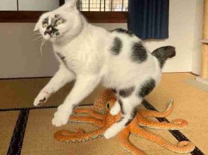 猫猫大战深海大章鱼！