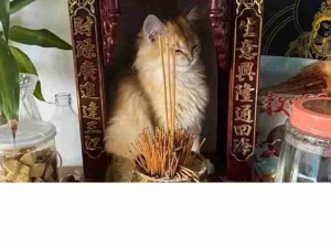 好心肠神仙菩萨会原谅猫猫