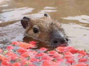 哈哈哈哈解锁新水果！豚豚真可爱！