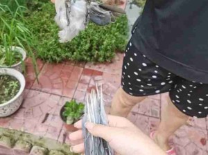 喜鹊的报复心能有多强