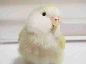 奶油小鸡！配色好好看，可爱